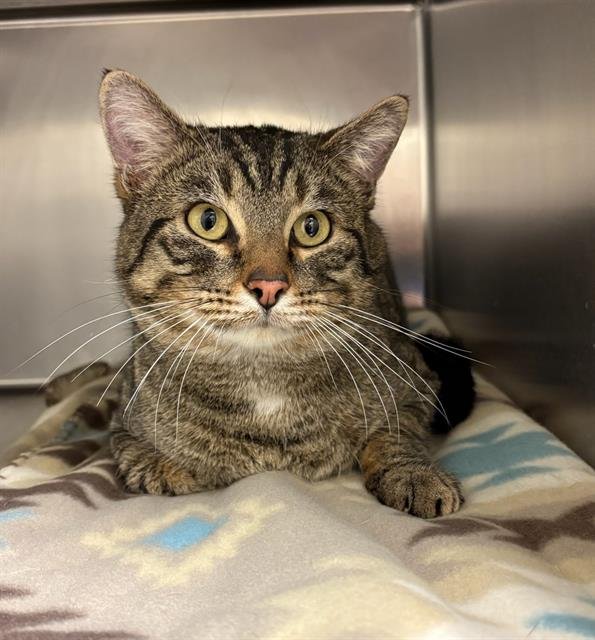 NAPOLEON - Domestic Short Hair available for adoption