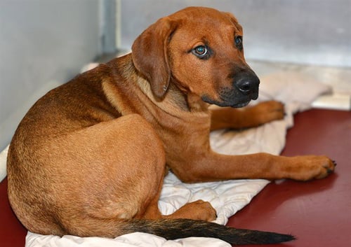 FLAM - Redbone Coonhound available for adoption