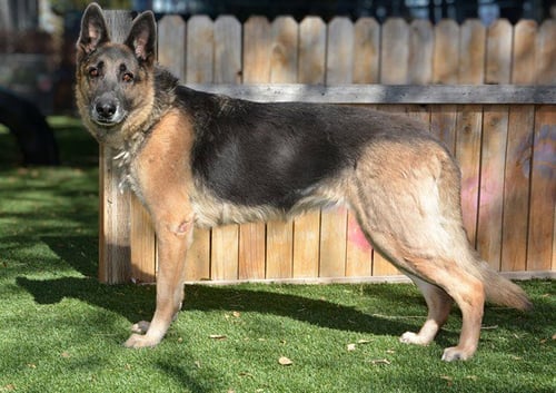 PATRICIA - German Shepherd Dog available for adoption