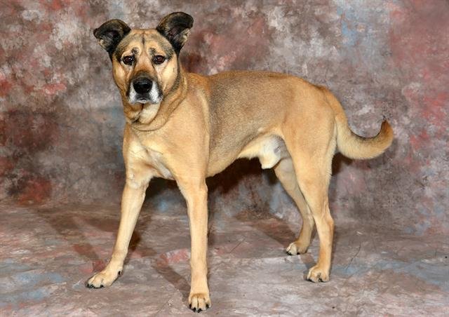 BOEING - German Shepherd Dog available for adoption