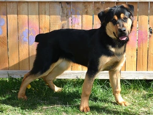 ALAN BARKIN - Rottweiler available for adoption