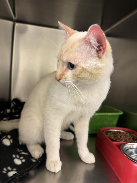 A124610 - Siamese available for adoption