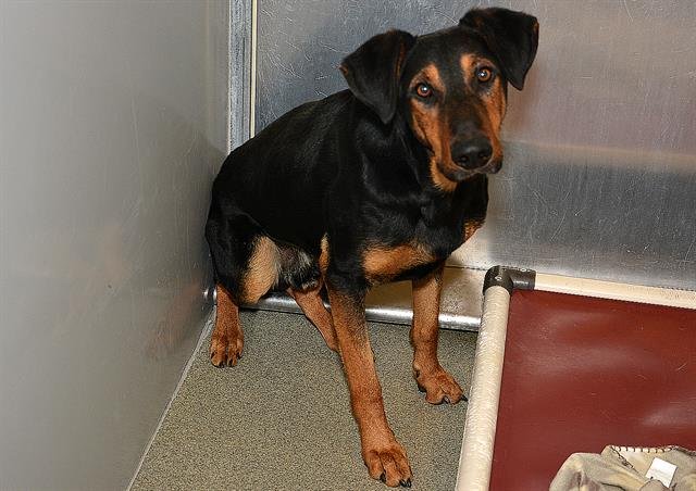 JIM - Doberman Pinscher available for adoption