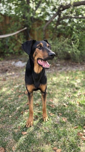 JIM - Doberman Pinscher / German Shepherd Dog available for adoption