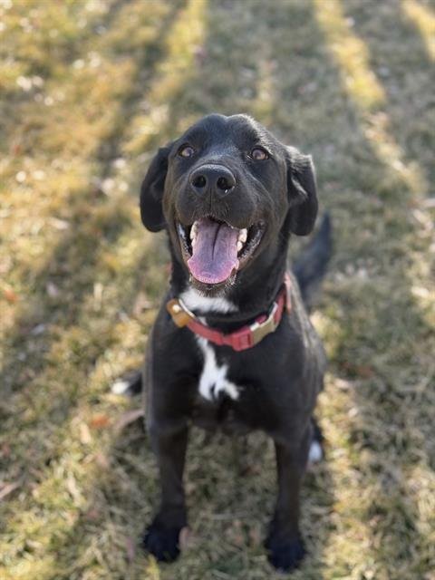 VALENTINA - Labrador Retriever available for adoption