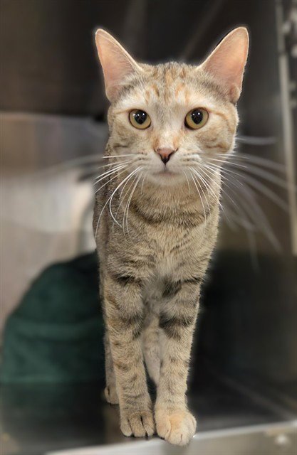 KAZOO - Domestic Short Hair available for adoption