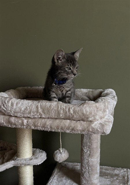 COSMO - Domestic Short Hair available for adoption
