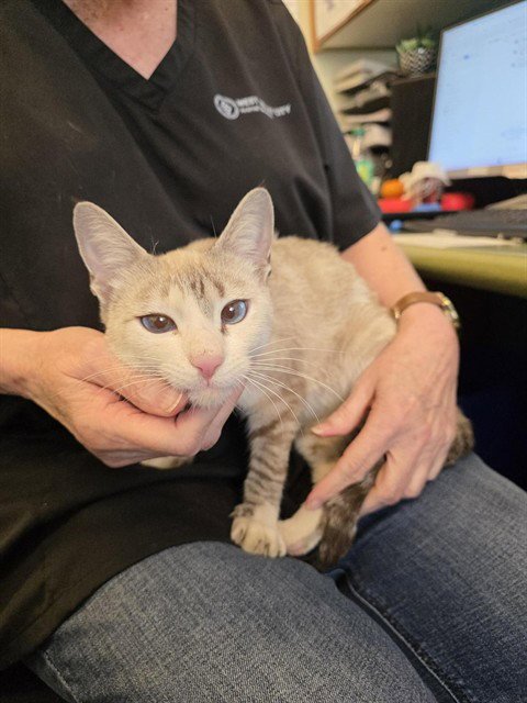 A124362 - Siamese available for adoption