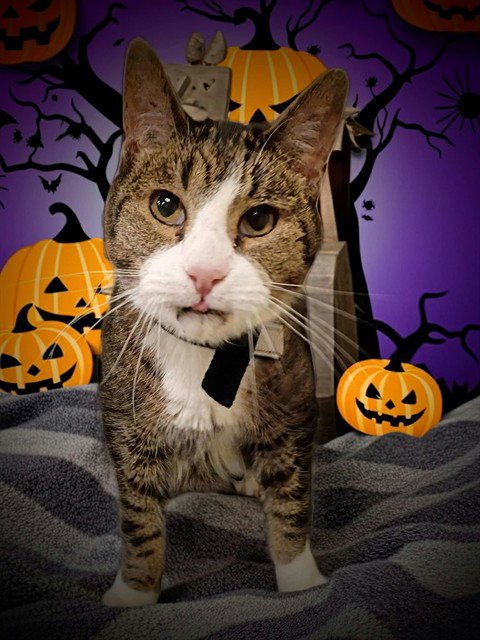JASPER - Domestic Short Hair available for adoption