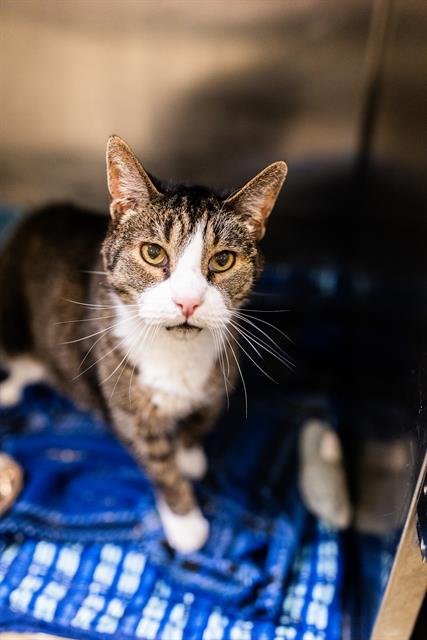JASPER - Domestic Short Hair for adoption in Ogden