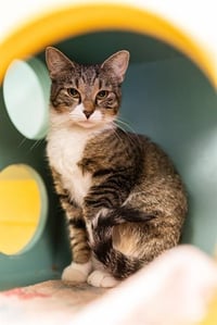 CLAWDIA PURRPANTS - Photo 1