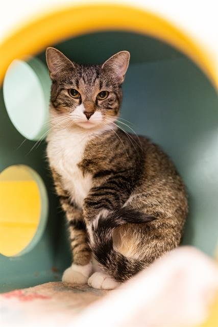 CLAWDIA PURRPANTS - Domestic Short Hair for adoption in Ogden