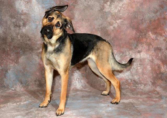 ALLETTE - German Shepherd Dog available for adoption