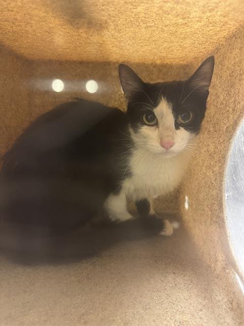 A123841 - Domestic Short Hair available for adoption