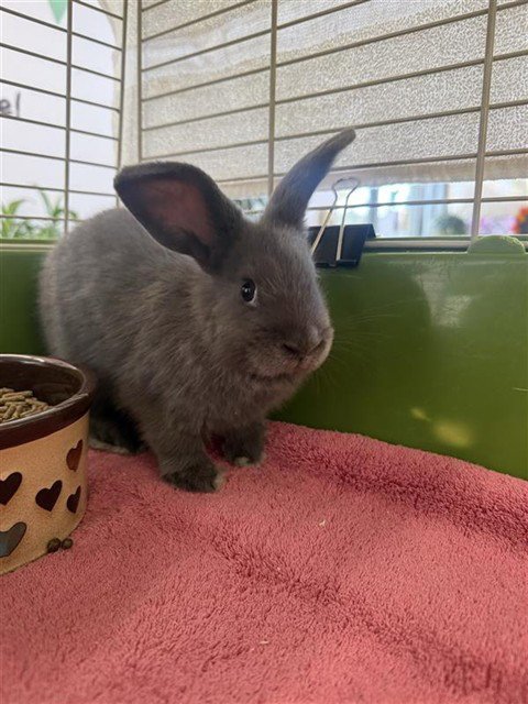 CHUPA-BUN-RA Image