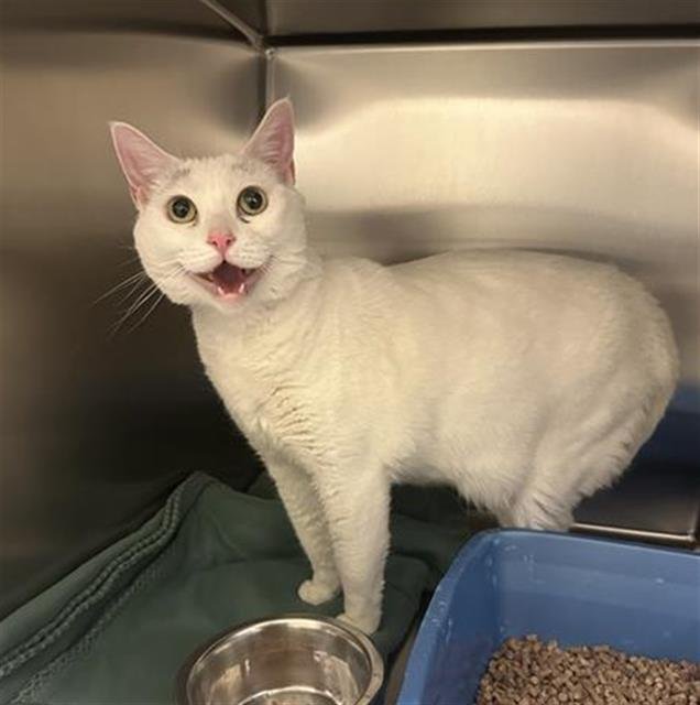 CUPID - Domestic Short Hair available for adoption