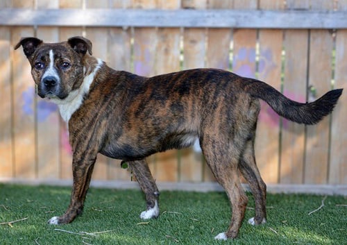 CORDUROY - Pit Bull Terrier available for adoption