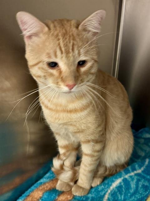 A124264 - Domestic Short Hair available for adoption