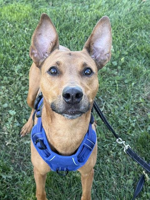 CELERY - Whippet / Pit Bull Terrier available for adoption