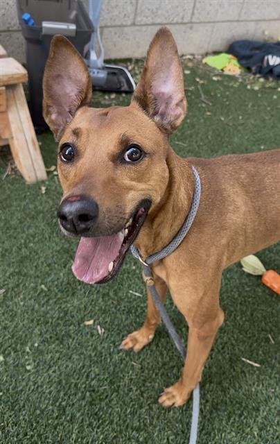 CELERY - Whippet / Pit Bull Terrier available for adoption