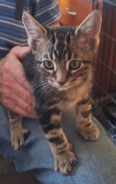 ONYX - Domestic Short Hair available for adoption