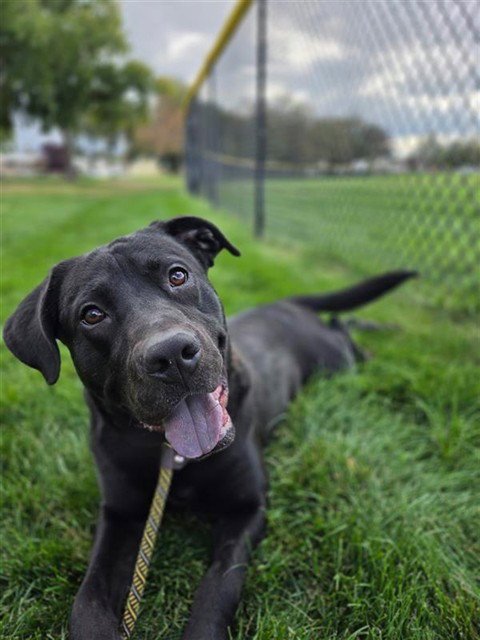 STALLION - Labrador Retriever available for adoption