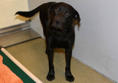 A123916 - Labrador Retriever available for adoption
