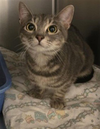 A124475 - Domestic Short Hair available for adoption