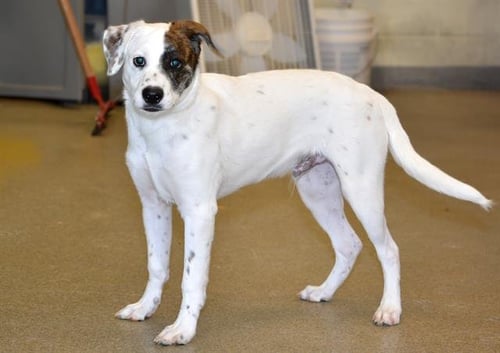 A124079 - Jack Russell Terrier (Parson Russell Terrier) available for adoption