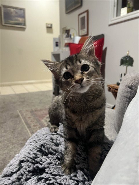 DEE - Domestic Short Hair available for adoption
