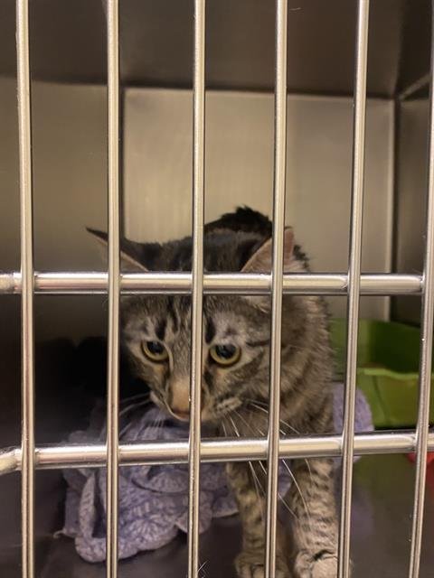 MILDRED THE DESTROYER - Domestic Long Hair for adoption in Ogden