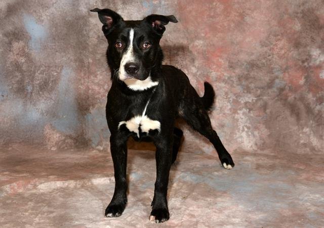 DAVID - Pit Bull Terrier available for adoption