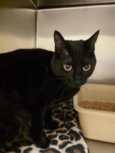 LILLY SPROUT - Domestic Short Hair available for adoption