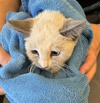 SPITTIN KITTEN - Photo 1