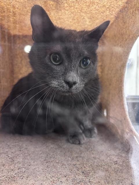 PROFESSOR CHAOS - Domestic Short Hair for adoption in Ogden