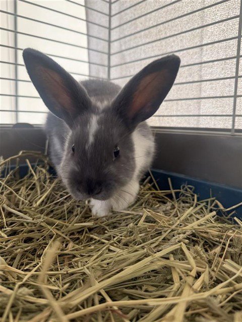 SIREN - Shorthaired Rabbit available for adoption