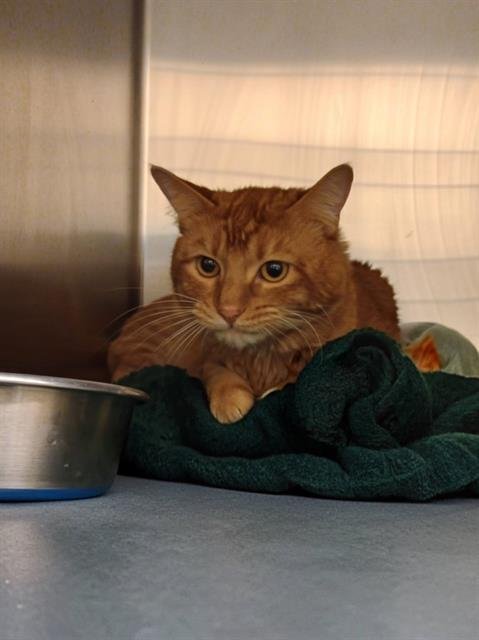 THICKET - Domestic Short Hair available for adoption