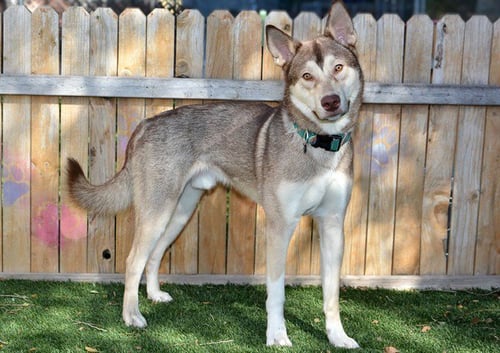 MJOLNIR - Siberian Husky available for adoption