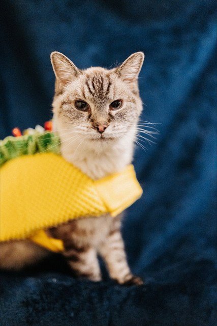 BILLIE BOOP CHICKEN SOUP - Siamese available for adoption