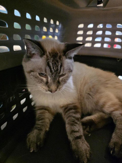 A123901 - Siamese available for adoption