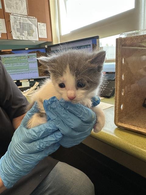 A122945 - Domestic Short Hair available for adoption