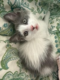 MINI MOO - Photo 1