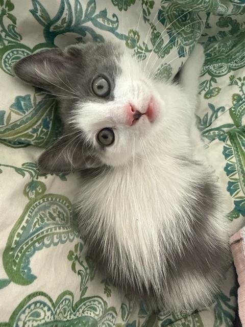 MINI MOO - Domestic Short Hair available for adoption