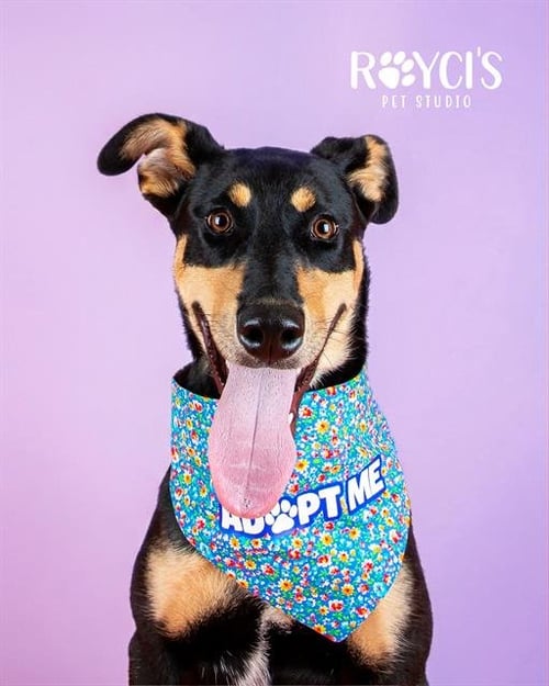 LULA - Doberman Pinscher available for adoption