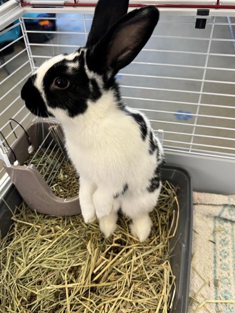 MR.MOCHA CHO-CO-LATTE - Shorthaired Rabbit available for adoption