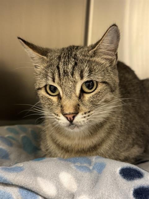 A124497 - Domestic Short Hair available for adoption