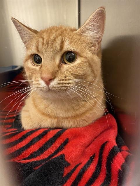 A120378 - Domestic Short Hair available for adoption