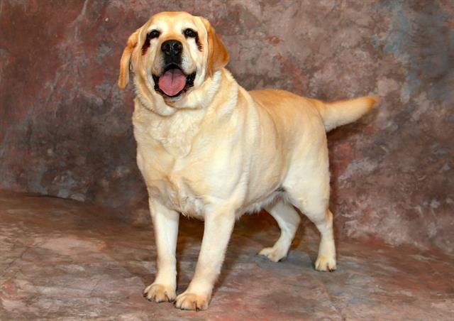 PEANUT - Labrador Retriever available for adoption