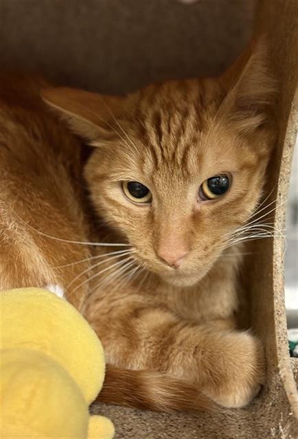 SPOOKY - Domestic Short Hair for adoption in Ogden