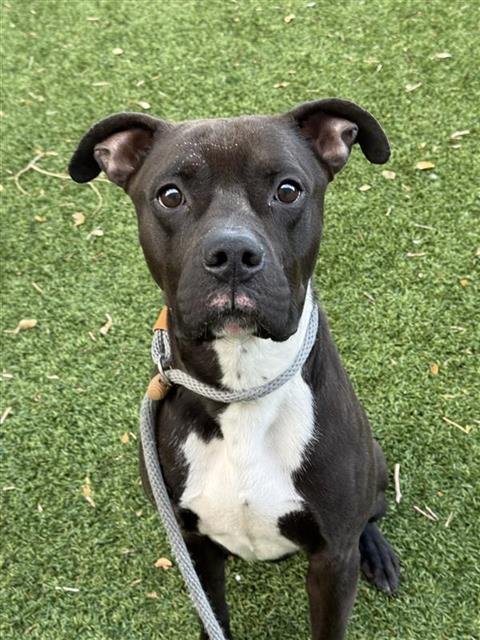 A124106 - Boxer available for adoption